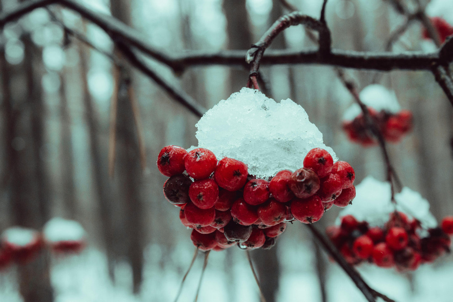 Vinter